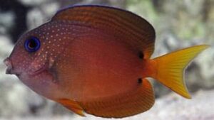Two Spot Bristletooth Tang