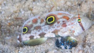 Two Spot Goby