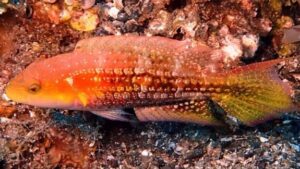 Two Spot Wrasse