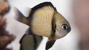Two Stripe Damselfish