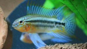 Two Stripe Dwarf Cichlid