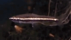 Two Stripe Pencilfish