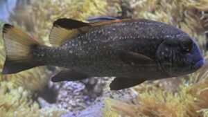 Two Striped Sweetlips