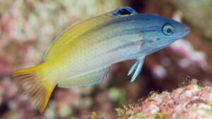 Two Tone Wrasse
