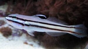 Twostripe Sleeper Goby