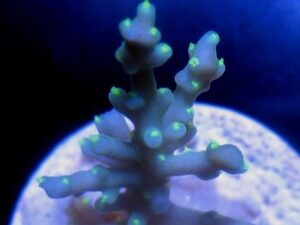 Blueberry Stars Acropora
