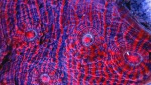 Criminal Minds Chalice