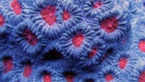 Eye of Jupiter Favia