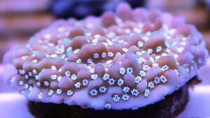 True Montipora undata