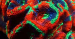 Ultra Master Bowerbanki