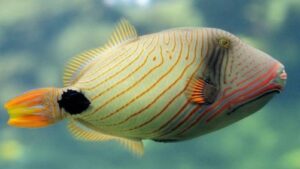 Undulate Triggerfish
