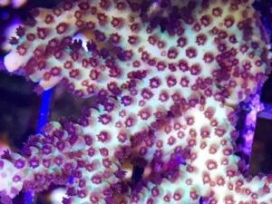 Upscales Microclados Acropora