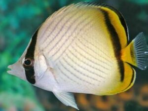 Vagabond Butterflyfish