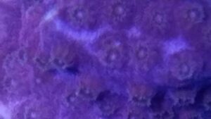 Valentine Cyphastrea