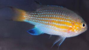 Vanderbuilt Chromis