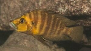 Variabilichromis moorii