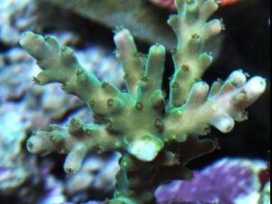 Verde Acropora