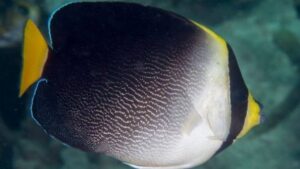 Vermiculated Angelfish