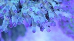 Very Berry Granulosa Acropora