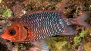 Violet Squirrelfish