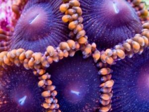 Void Zoas