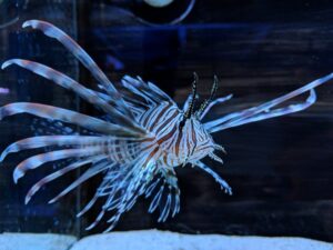 Volitan Lionfish, Colored