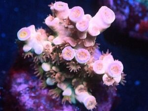 Voodoo Magic Acropora