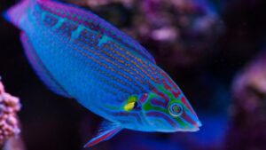 Vroliks Wrasse