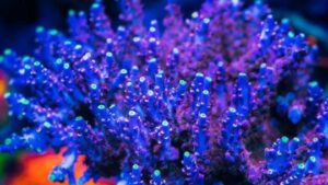 WTF Acropora simplex