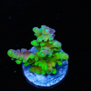 Green Austera Acropora