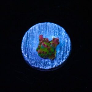 Heartbreaker Acropora