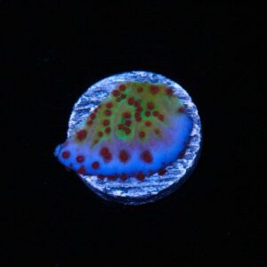 Jedi Mind Trick Montipora