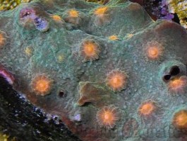 Buzz Kill Cyphastrea