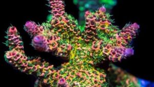 Ding Dang Milli Acropora