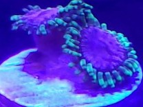 Purple Monsters Zoas