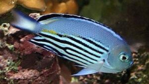 Watanabei Angelfish