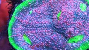 Watermelon Chalice Pectinia