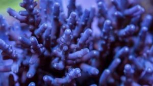 Westside Longhorn Acro