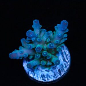 Fiji Powder Blue Acropora