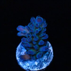 Wet Thumb Fiji Rainbow Acropora