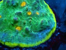 Whammin Watermelon Chalice