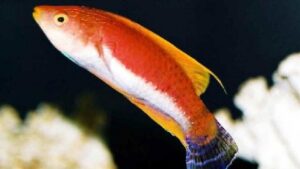 Whip Fin Fairy Wrasse