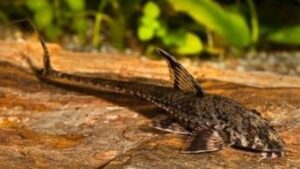 Whiptail Catfish