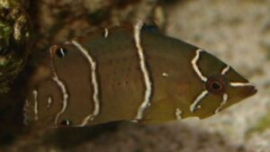White Banded Possum Wrasse