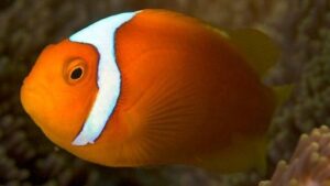 White Bonnet Clownfish
