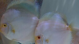 White Butterly Discus