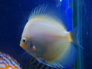 White Diamonds Discus