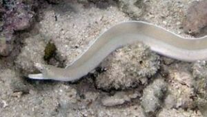 White Ribbon Eel