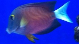 White Tail Bristletooth Tang