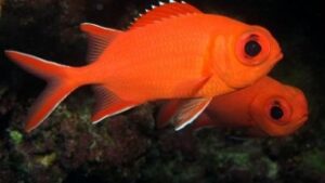 White Tip Squirrelfish